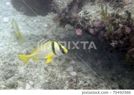 Marine life in Atlantic Ocean on Cuban coast Marine life in Atlantic Ocean on Cuban coast 70492986