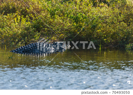 Wild crocodile Wild crocodile 70493050