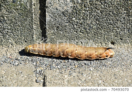 Larvae of Prawn Garlus Larvae of Prawn Garlus 70493070