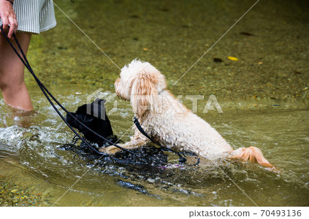 Dog behavior: Get on your back 70493136