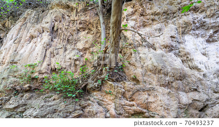 Tree growing from the center of the wall Tree growing from the center of the wall 70493237
