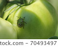 5th instar larva of Southern green stink bug 04 70493497
