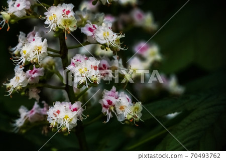 Spring chestnut flowers close up on black background 70493762