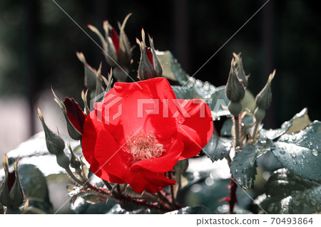 Red hibiscus wild rose flower on bush background Red hibiscus wild rose flower on bush background 70493864
