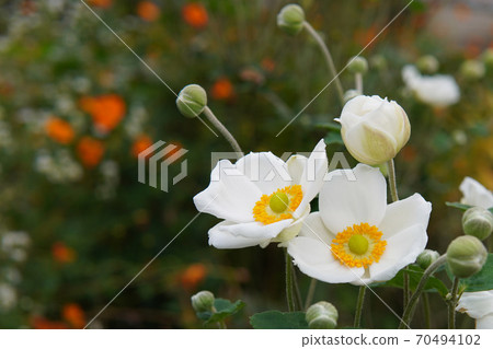 淑女菊花蕾 淑女菊花蕾 70494102