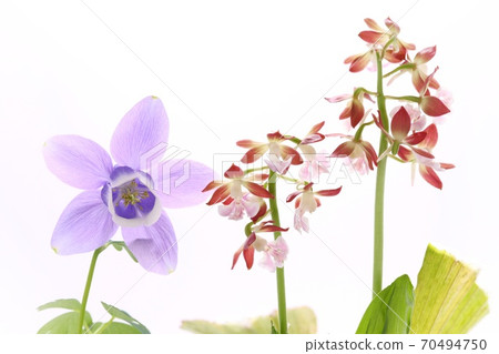 Miyama columbine, Ebine orchid, wild grass, white background Miyama columbine, Ebine orchid, wild grass, white background 70494750