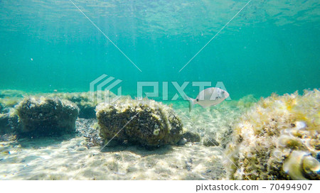 Sargo swimming in Sardinia turquoise sea Sargo swimming in Sardinia turquoise sea 70494907