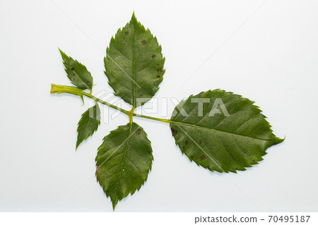 Rose scab lesion Rose scab lesion 70495187