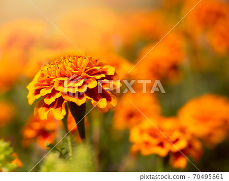 Mary gold flower garden 70495861