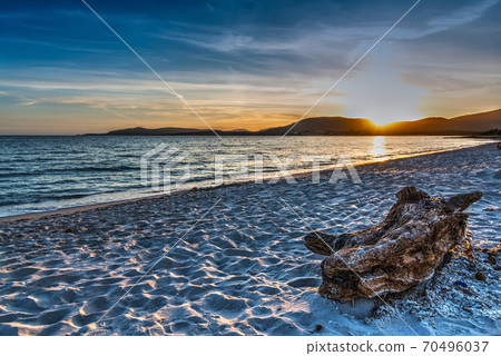 Driftwood on the beach at sunset 70496037
