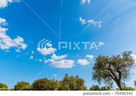 Small clouds over olive trees 70496342