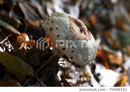 Parasol mushroom (Macrolepiota procera or Lepiota procera) growing in autumn forest 70496582