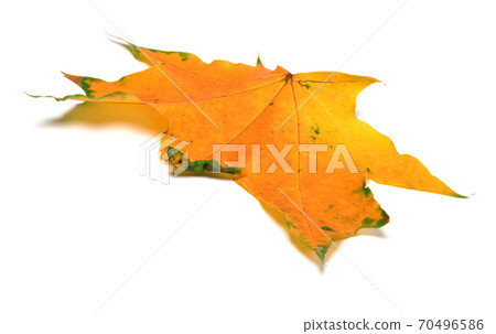 Yellow autumn maple leaf 70496586