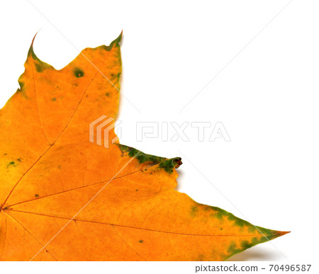 Autumn yellow maple leaf 70496587