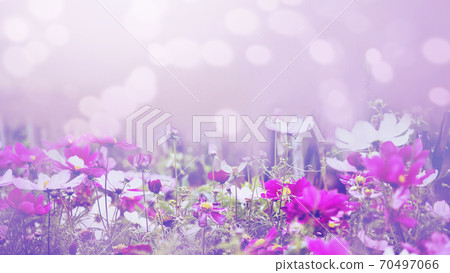 background nature Flower mexican aster pink. background flower blur. 70497066