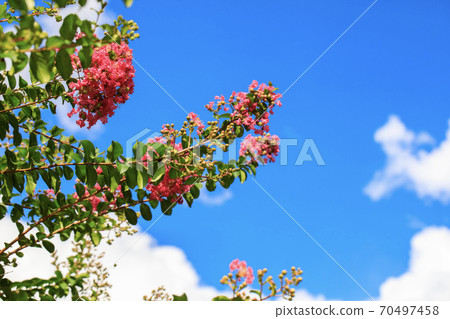 Crape myrtle shining in the blue sky 70497458