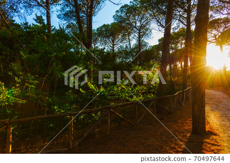 Sun shining at sunset in a pine wood Sun shining at sunset in a pine wood 70497644