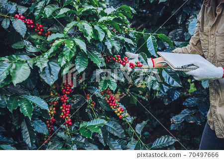 A woman in the hand holding a notebook and standing close to the coffee tree 70497666