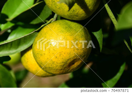 Naize oranges Naize oranges 70497871