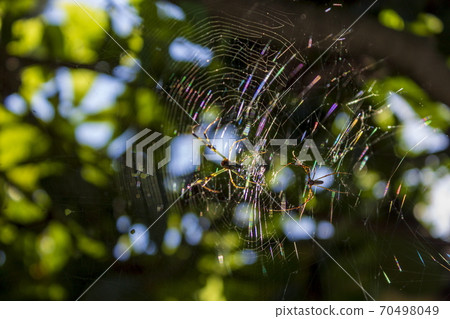 Spider's nest and spider Spider's nest and spider 70498049