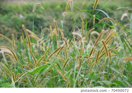 狗尾草荔 狗尾草荔 70498072