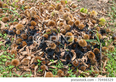Chestnut Chestnut 70498329