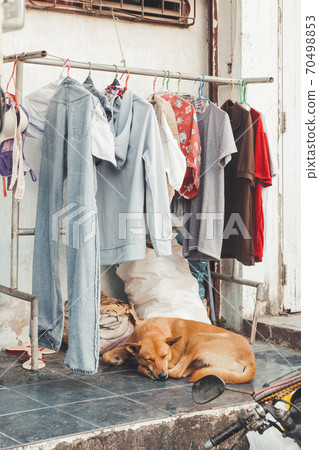 Stray ginger dog sleeps on pavement under hanger with washed clothes. Clothes dry outside on the street near road. Real life in Central Bangkok, Thailand. Stray ginger dog sleeps on pavement under hanger with washed clothes. Clothes dry outside on the street near road. Real life in Central Bangkok, Thailand. 70498853
