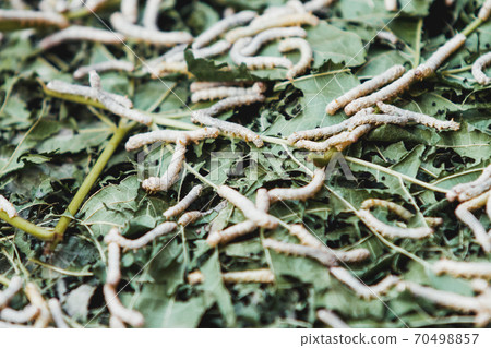 Silkworm caterpillars eat green leaves. Close-up of insects suitable for fabric production. 70498857