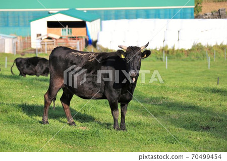 Japanese beef Japanese beef 70499454