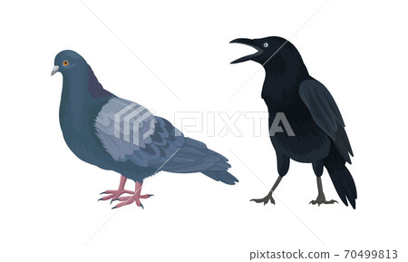 Feathered Birds or Avian with Crow and Pigeon Vector Set Feathered Birds or Avian with Crow and Pigeon Vector Set 70499813