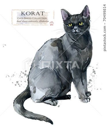 home pet. breed of Cats series. cute kitten. watercolor domestic animal illustration. home pet. breed of Cats series. cute kitten. watercolor domestic animal illustration. 70499814