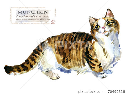 home pet. breed of Cats series. cute kitten. watercolor domestic animal illustration.  70499816