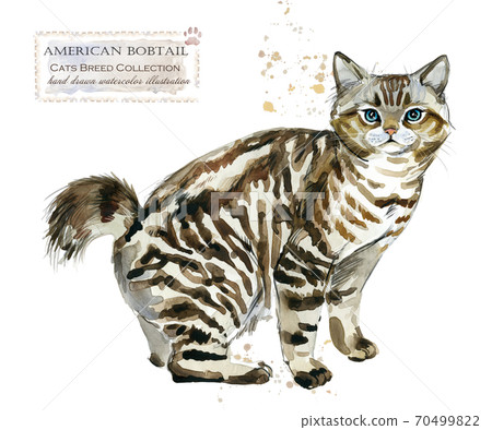 home pet. breed of Cats series. cute kitten. watercolor domestic animal illustration.  70499822