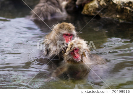 Two monkeys in a hot spring-Jigokudani Yaen-Koen- 70499916