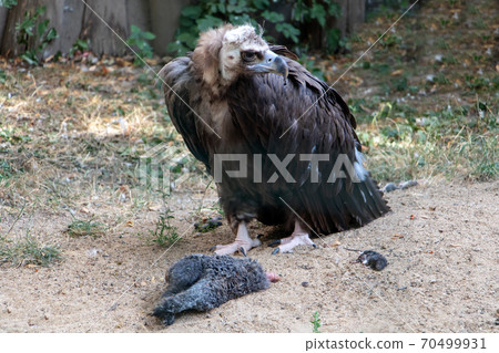 Black Vulture or Cinereous Vulture - Aegypius monachus is feed on a animal. 70499931