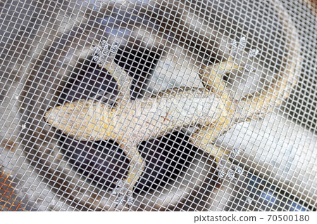 A small lizard hangs upside down on a steel net. A small lizard hangs upside down on a steel net. 70500180