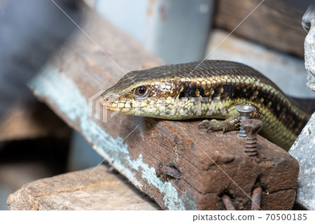 A small reptile live on the yard of the house between the old things and material, Thailand.  70500185