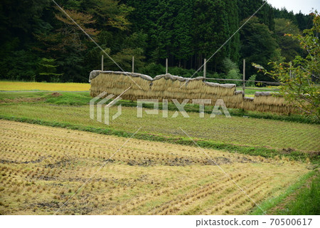 Dried rice Dried rice 70500617