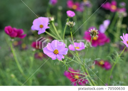 Cosmos blooming in the field Cosmos blooming in the field 70500630