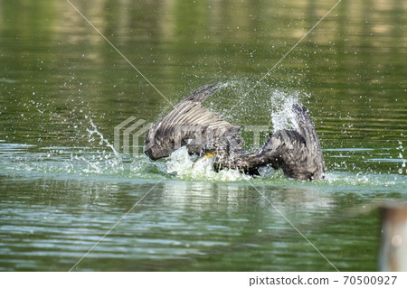 Great cormorant bathing in a pond while splashing Great cormorant bathing in a pond while splashing 70500927