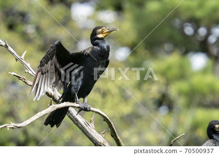 在drift木上曬日光浴的河cor 70500937