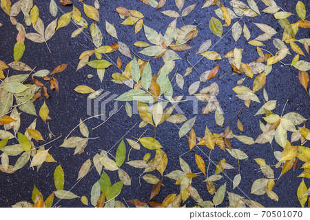 yellow autumn leaves lie on the wet asphalt in autumn.Autumn background. yellow autumn leaves lie on the wet asphalt in autumn.Autumn background. 70501070