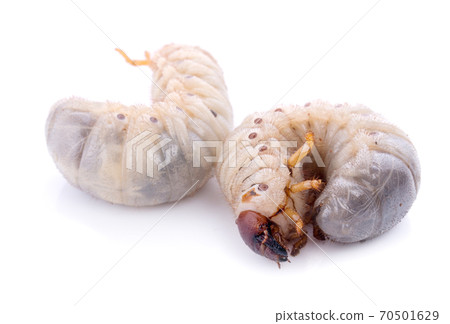 Beetle grub isolated on white background. Coconut rhinoceros beetle. Larva on white background. 70501629