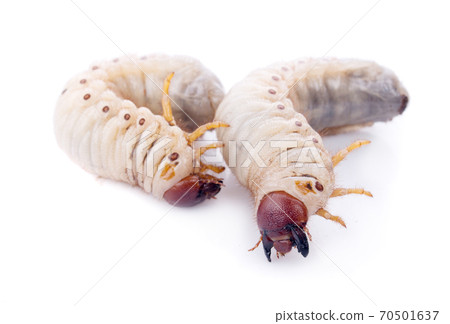 Beetle grub isolated on white background. Coconut rhinoceros beetle. Larva on white background. 70501637