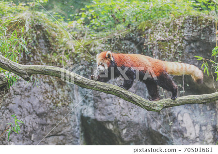 Red panda who is good at climbing trees 70501681