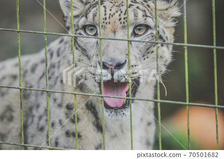 Snow leopard with a lovely smile 70501682