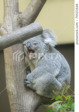 Koala yawned w 70501686