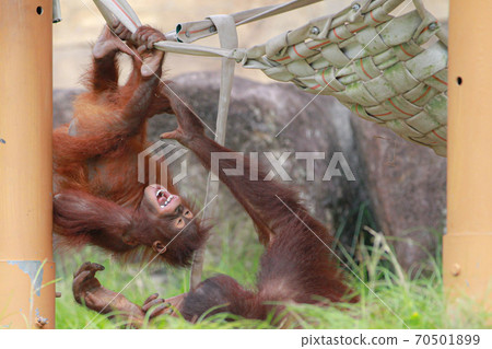 Chimpanzee baby 70501899