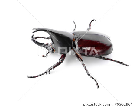 Dynastinae isolated on white background Dynastinae isolated on white background 70501964