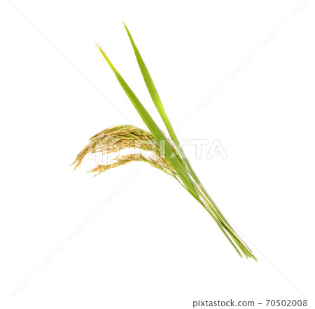 organic paddy rice,ear of paddy, ears of Thai jasmine rice isolated on white background organic paddy rice,ear of paddy, ears of Thai jasmine rice isolated on white background 70502008